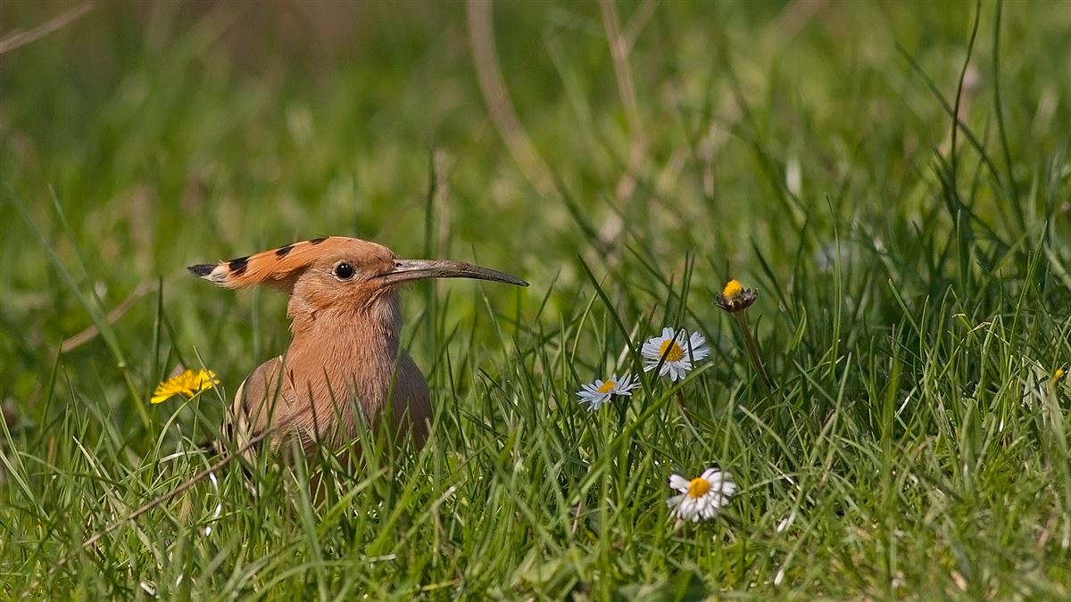 Common Hoopoe
