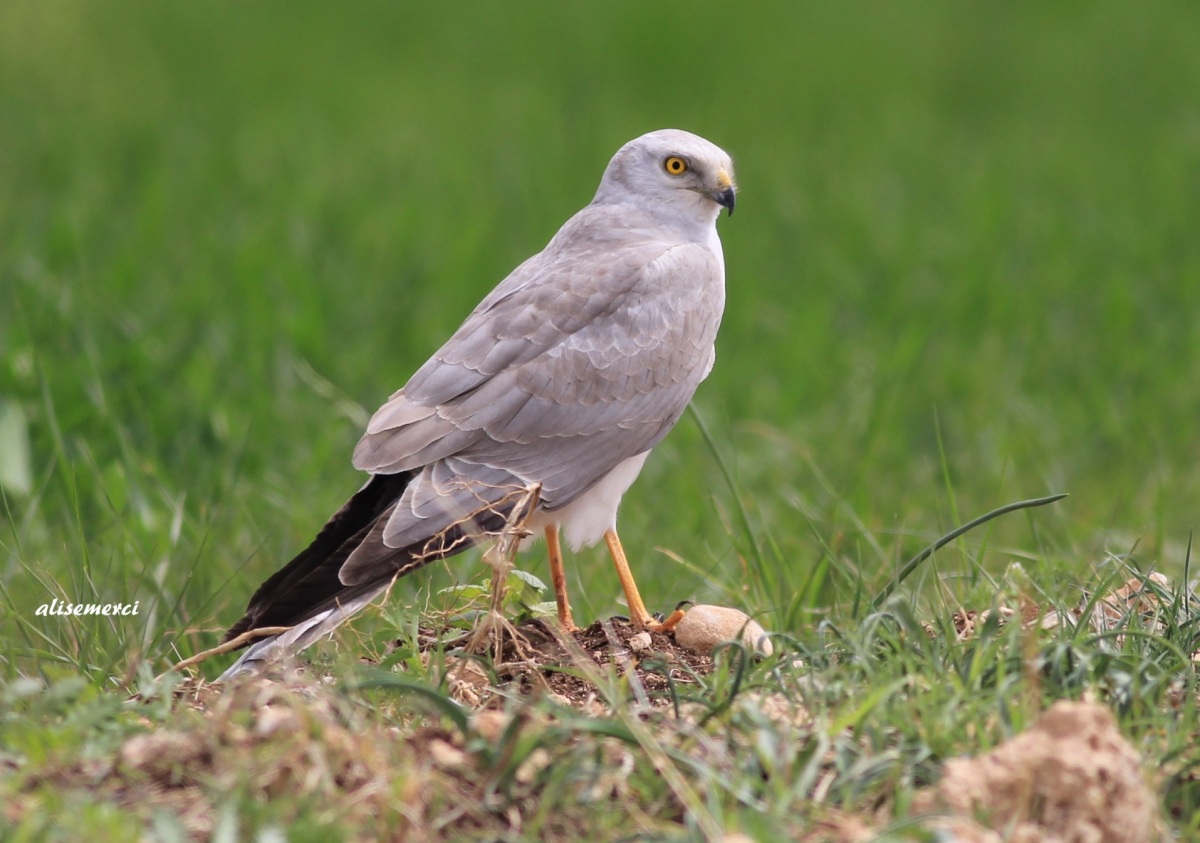 Pallid Harrier