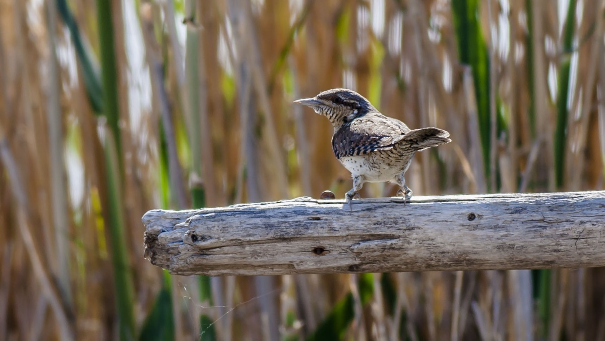 Eurasian Wryneck
