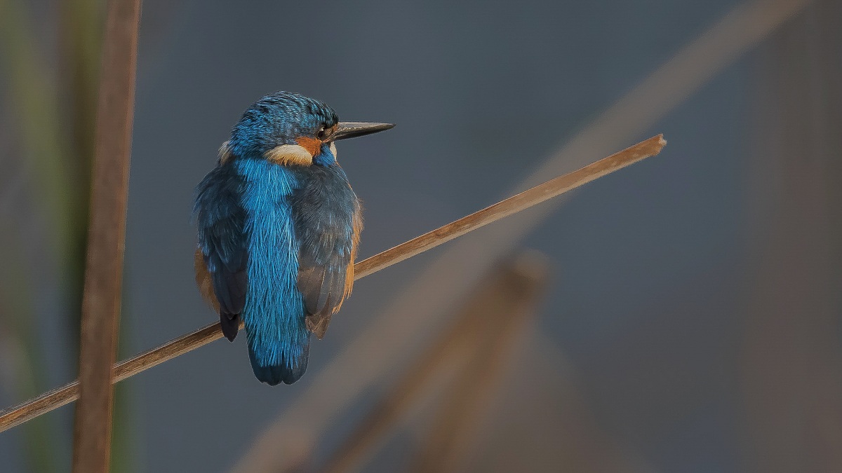 Common Kingfisher