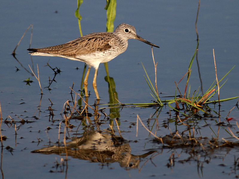 Common Greenshank