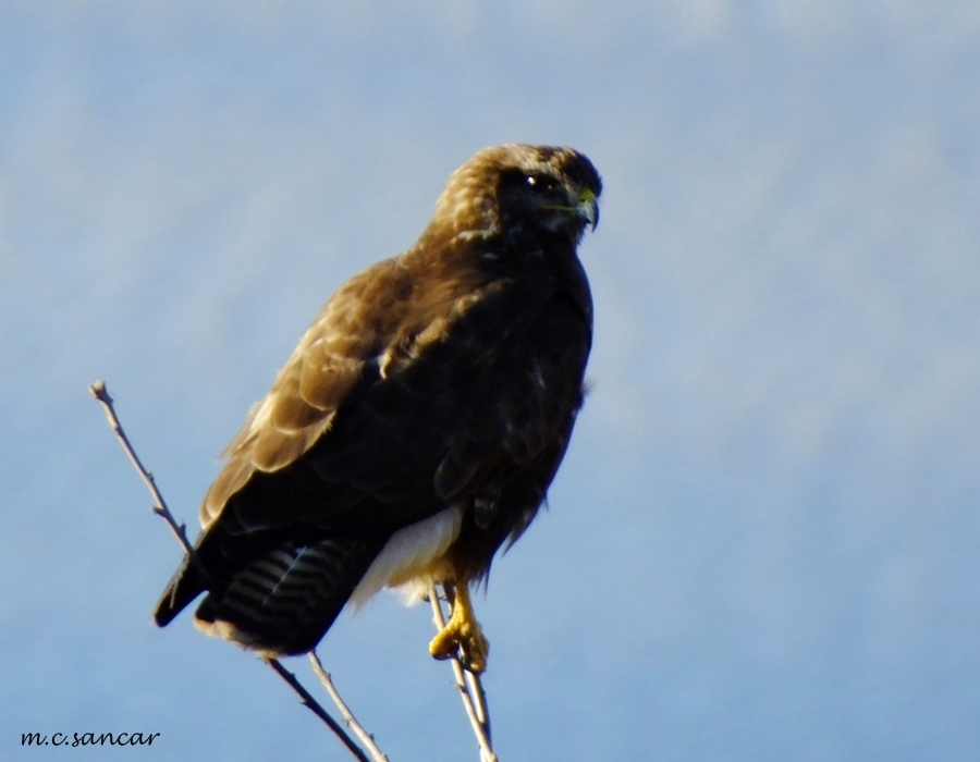 Common Buzzard