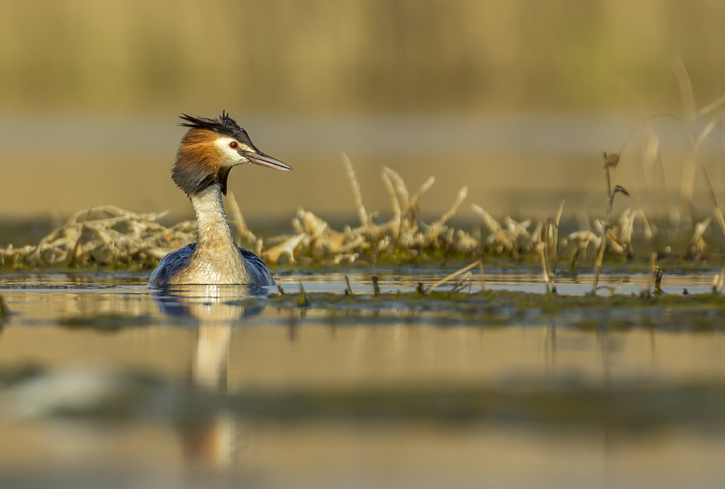 Great Crested Grebe