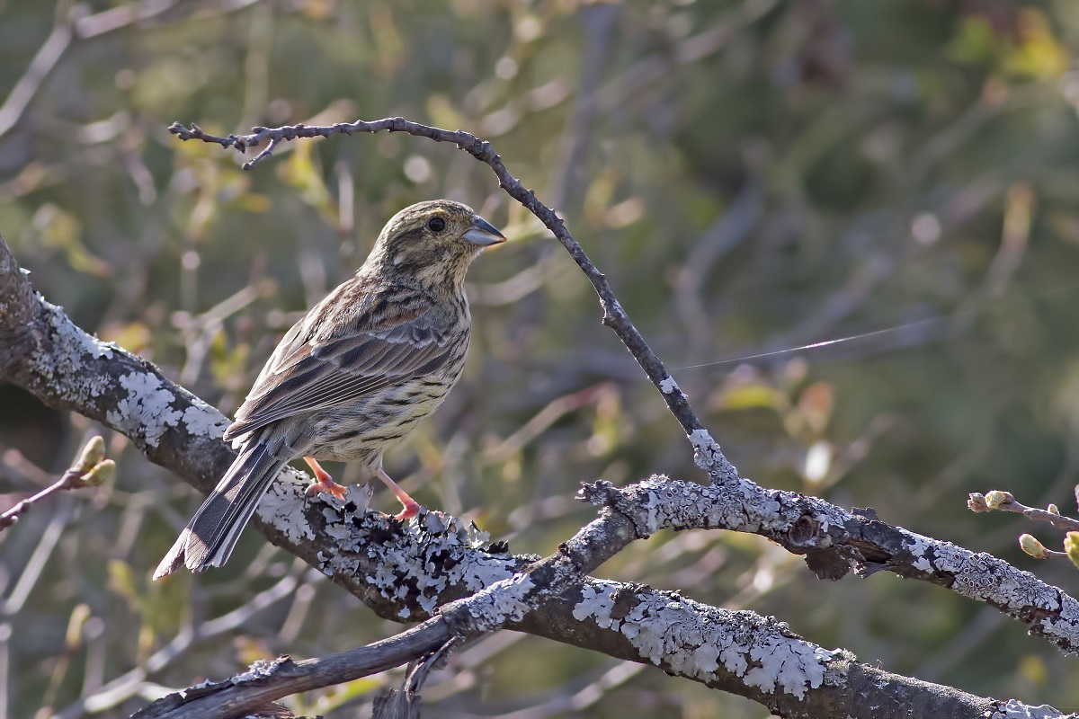 Cirl Bunting