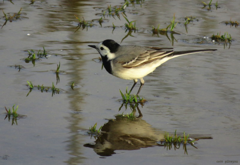 White Wagtail