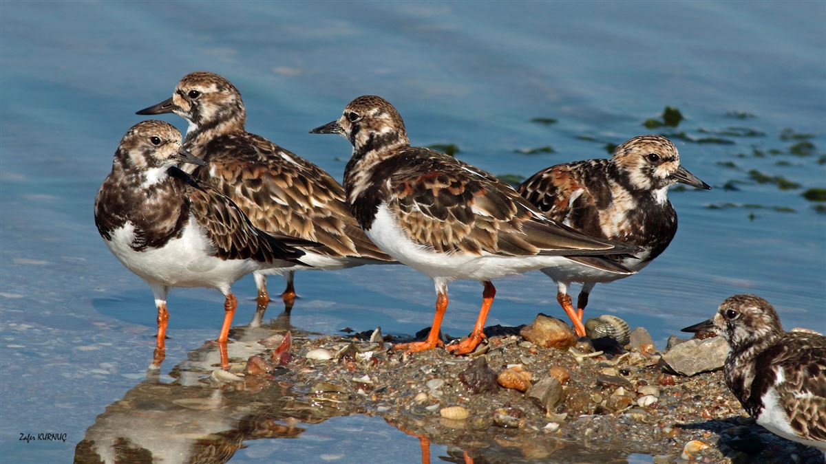 Ruddy Turnstone