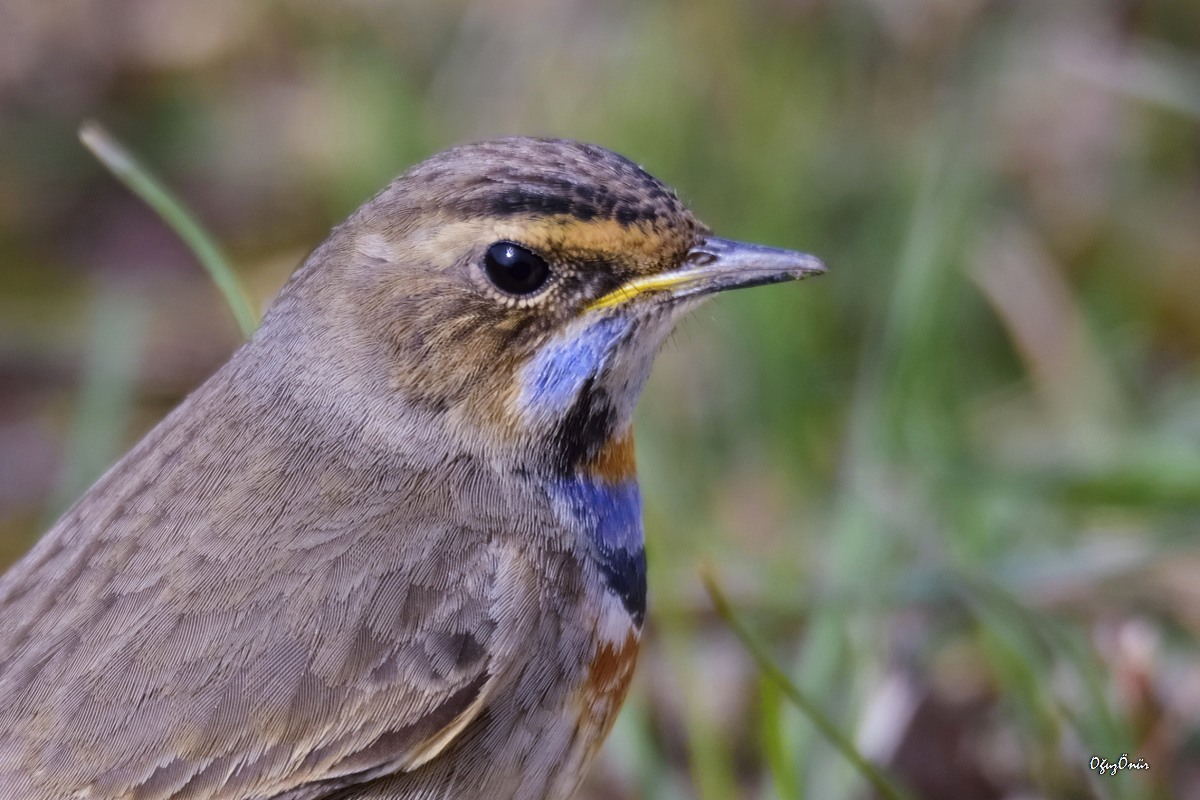 Bluethroat