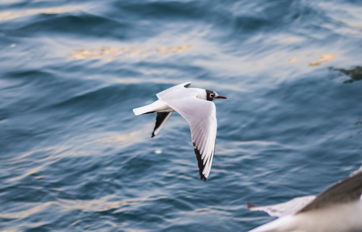 Black-headed Gull