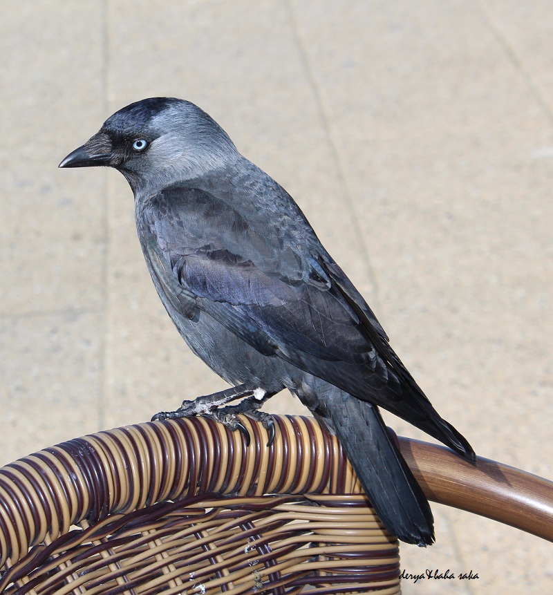 Western Jackdaw