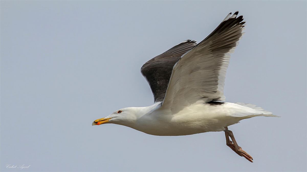 Great Black-backed Gull