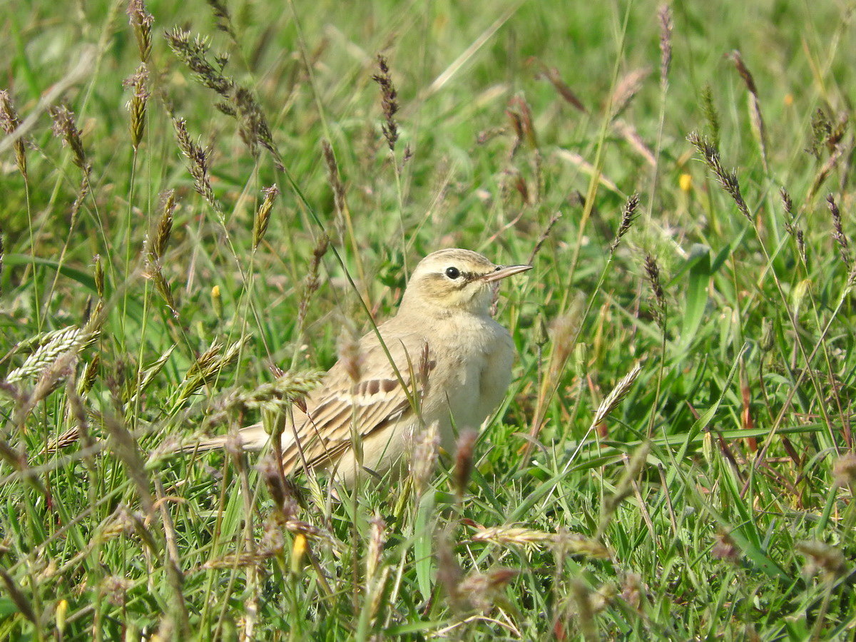 Tawny Pipit