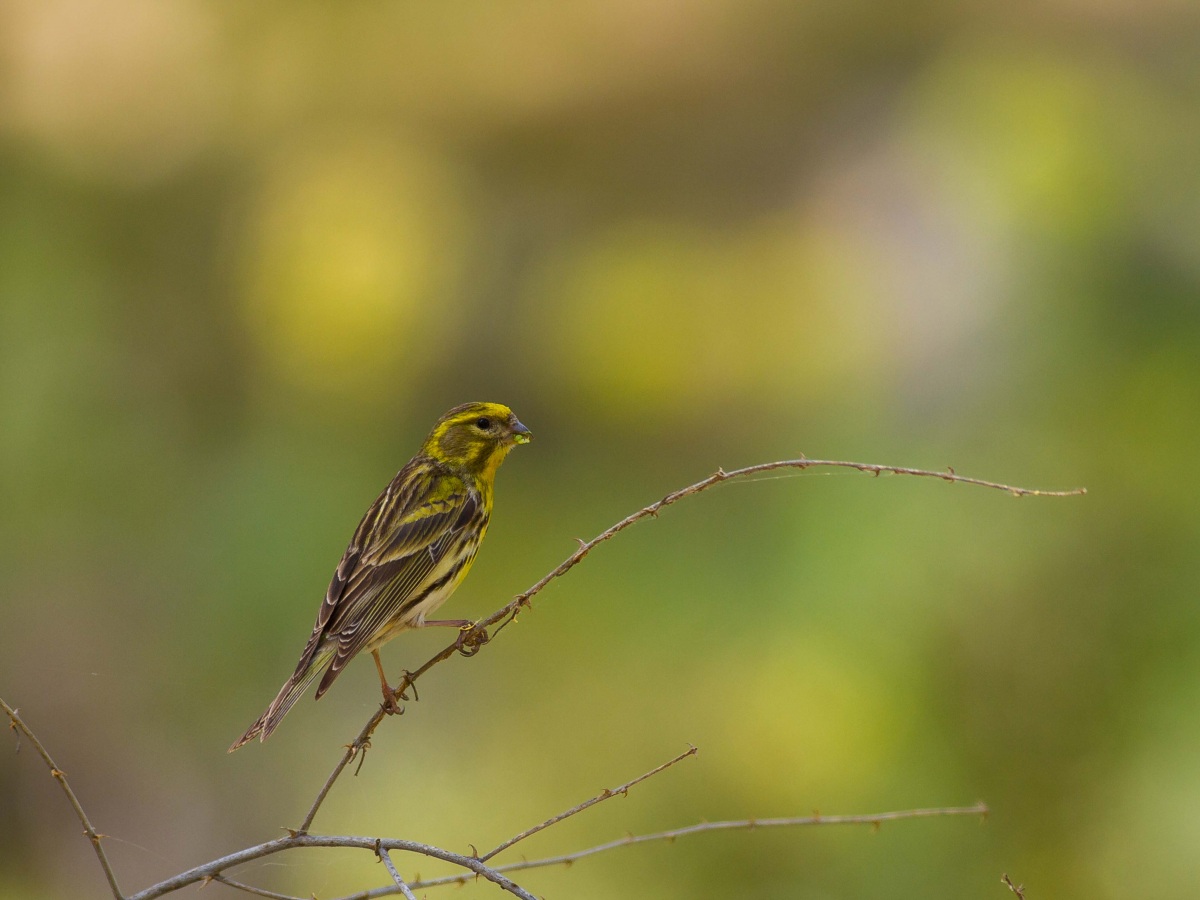 European Serin