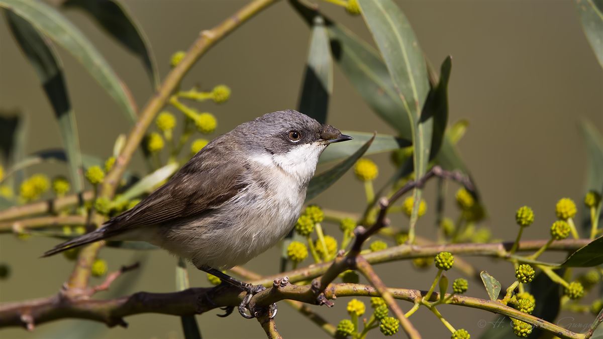 Lesser Whitethroat
