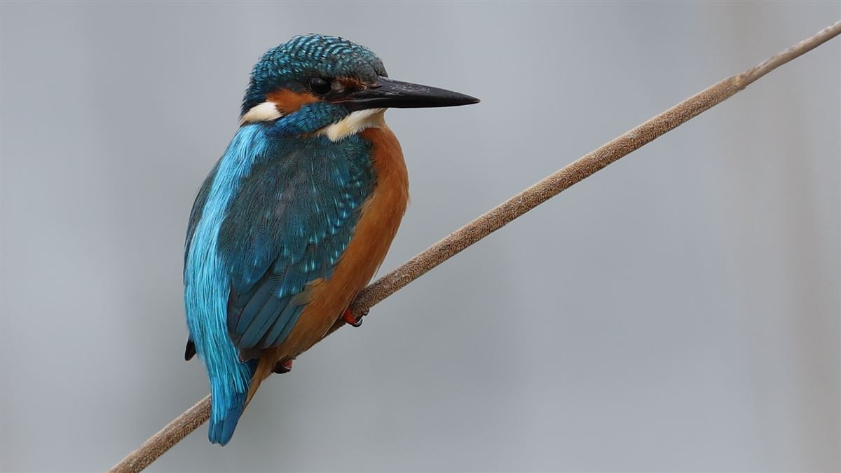 Common Kingfisher