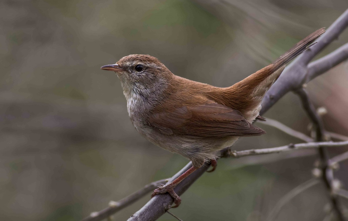 Cetti`s Warbler