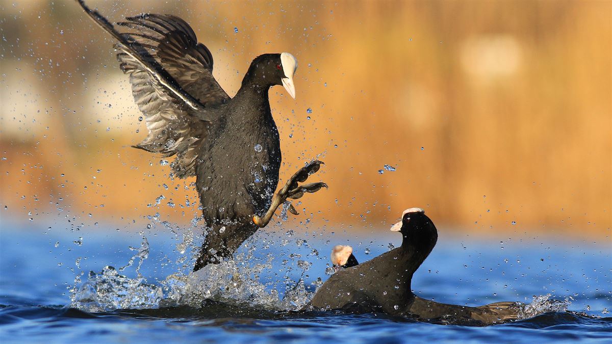 Eurasian Coot