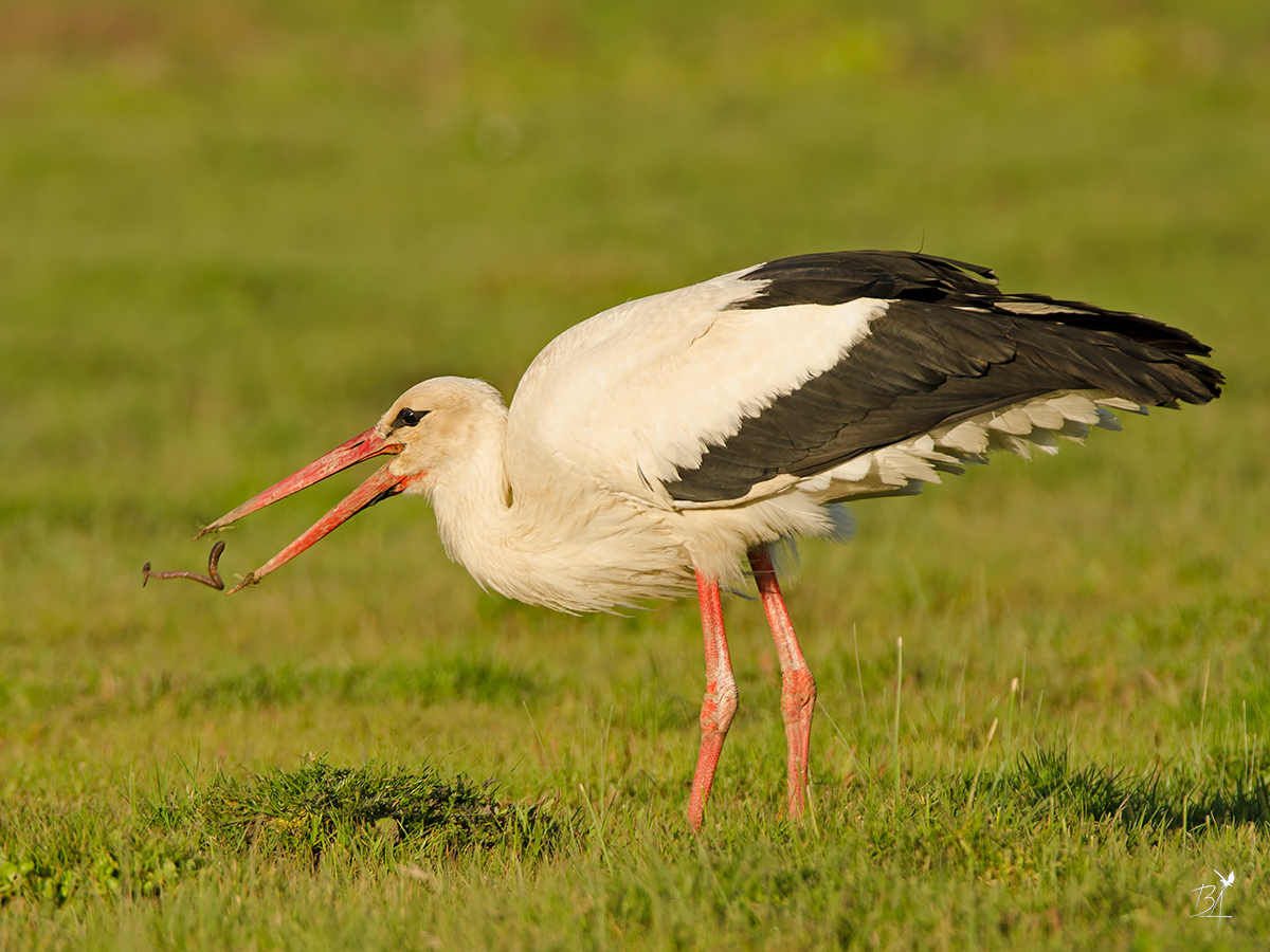 White Stork