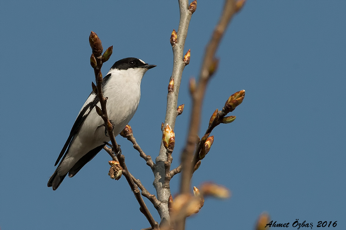 Collared Flycatcher