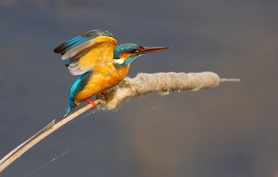 Common Kingfisher
