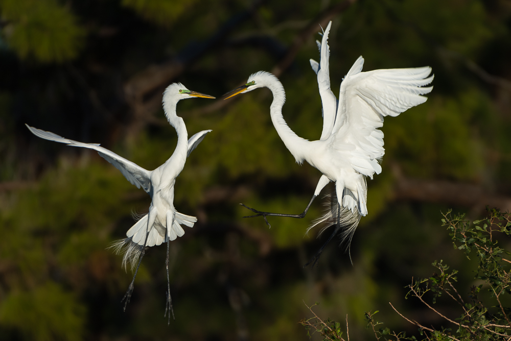 Great Egret