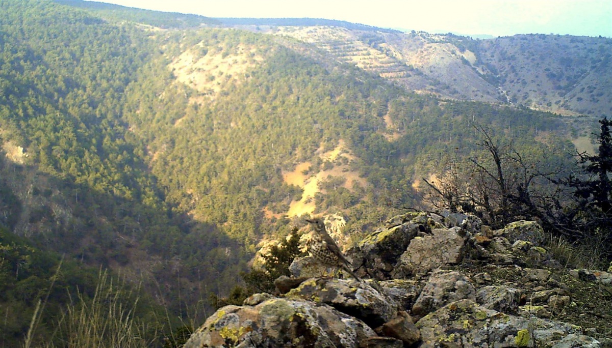 Ökse Ardıcı