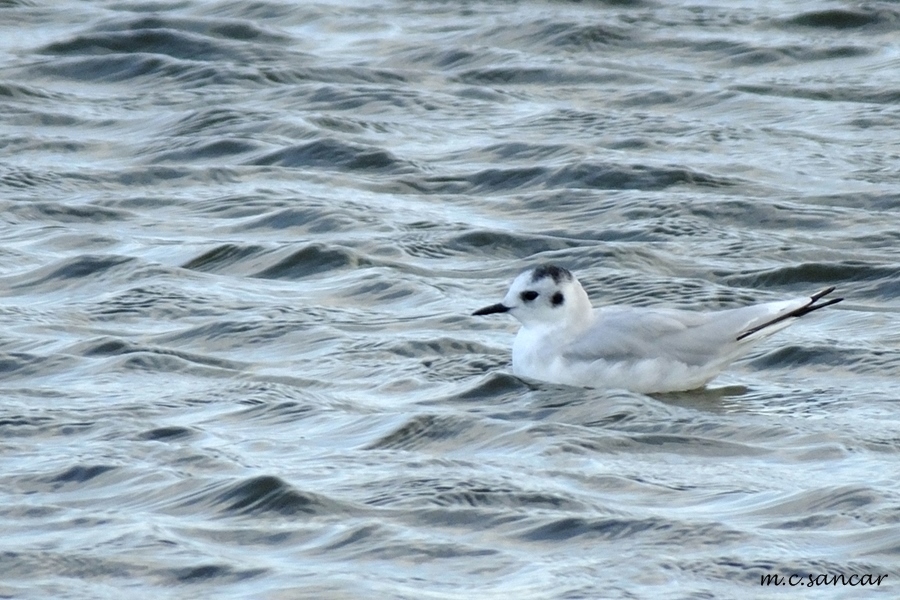 Little Gull