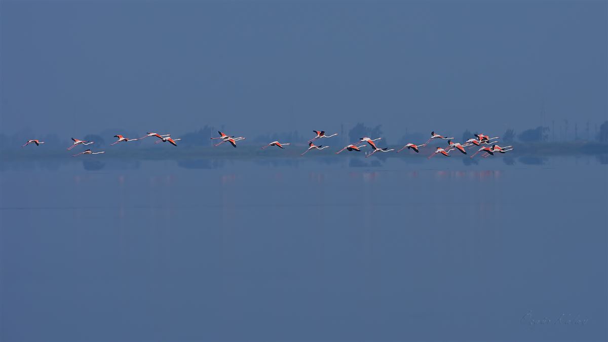 Flamingo