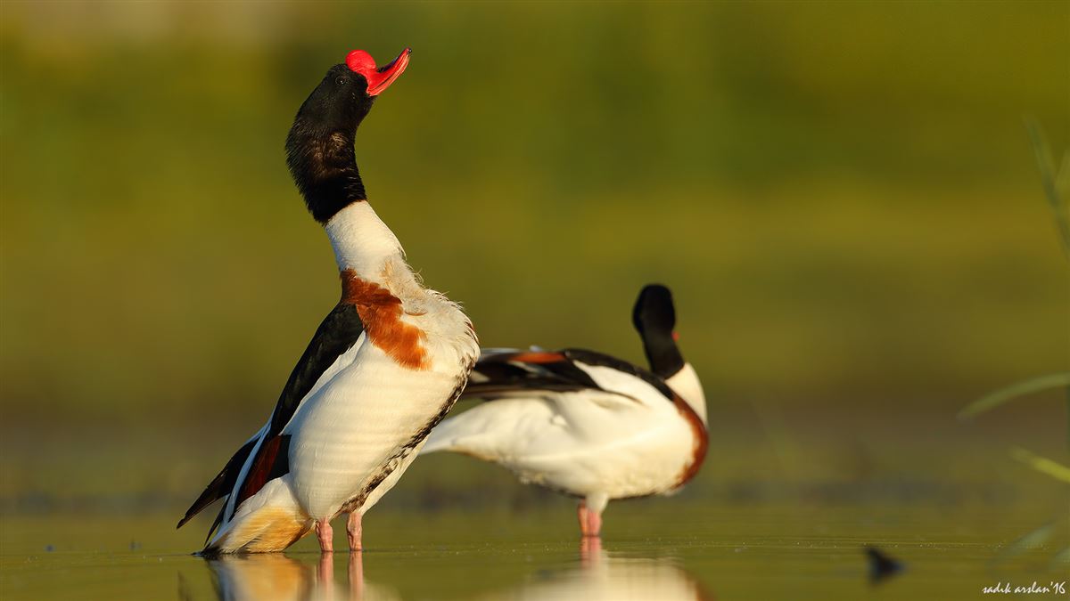 Suna