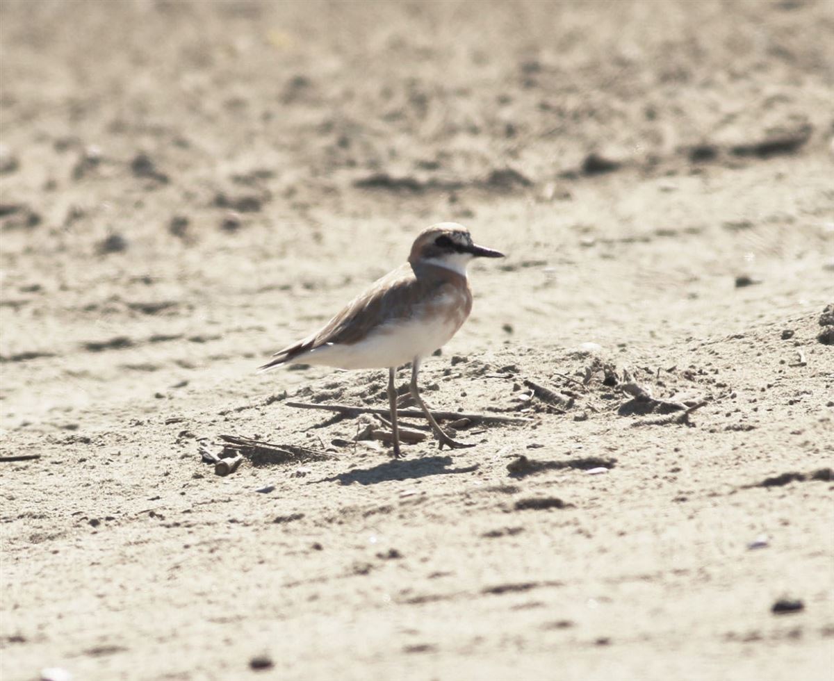 Greater Sand Plover