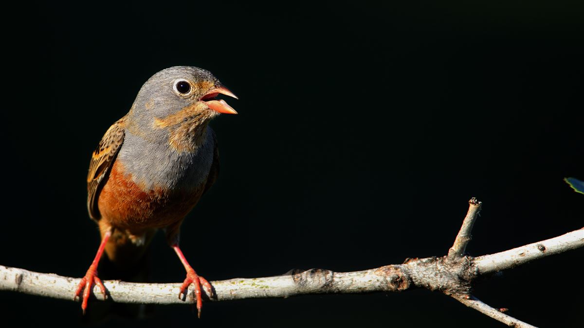 Cretzschmar`s Bunting