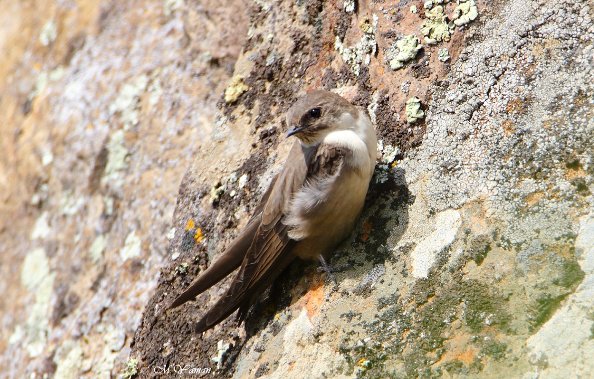 Eurasian Crag Martin