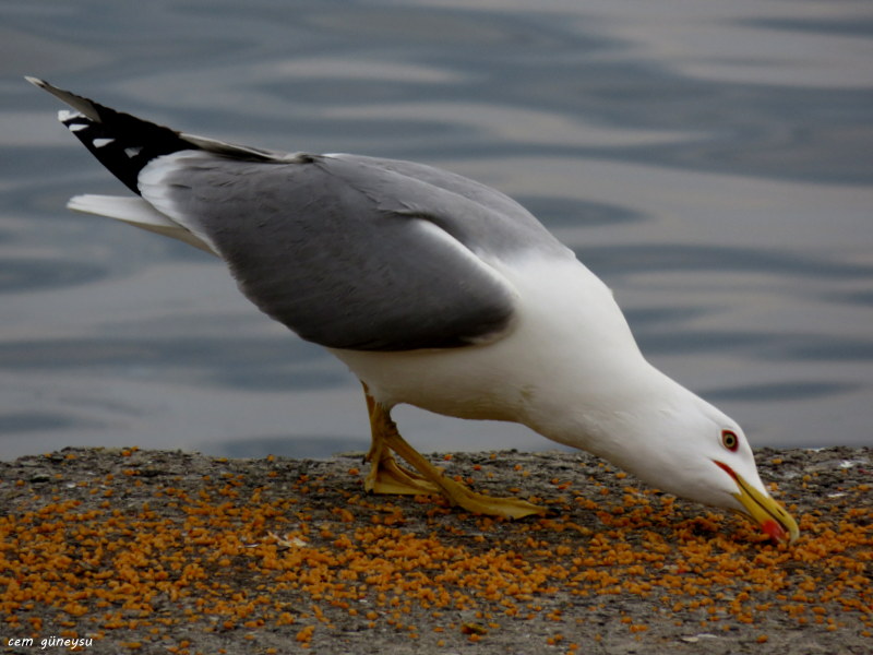 Yellow-legged Gull