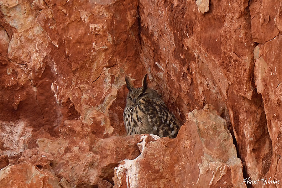 Eurasian Eagle-Owl