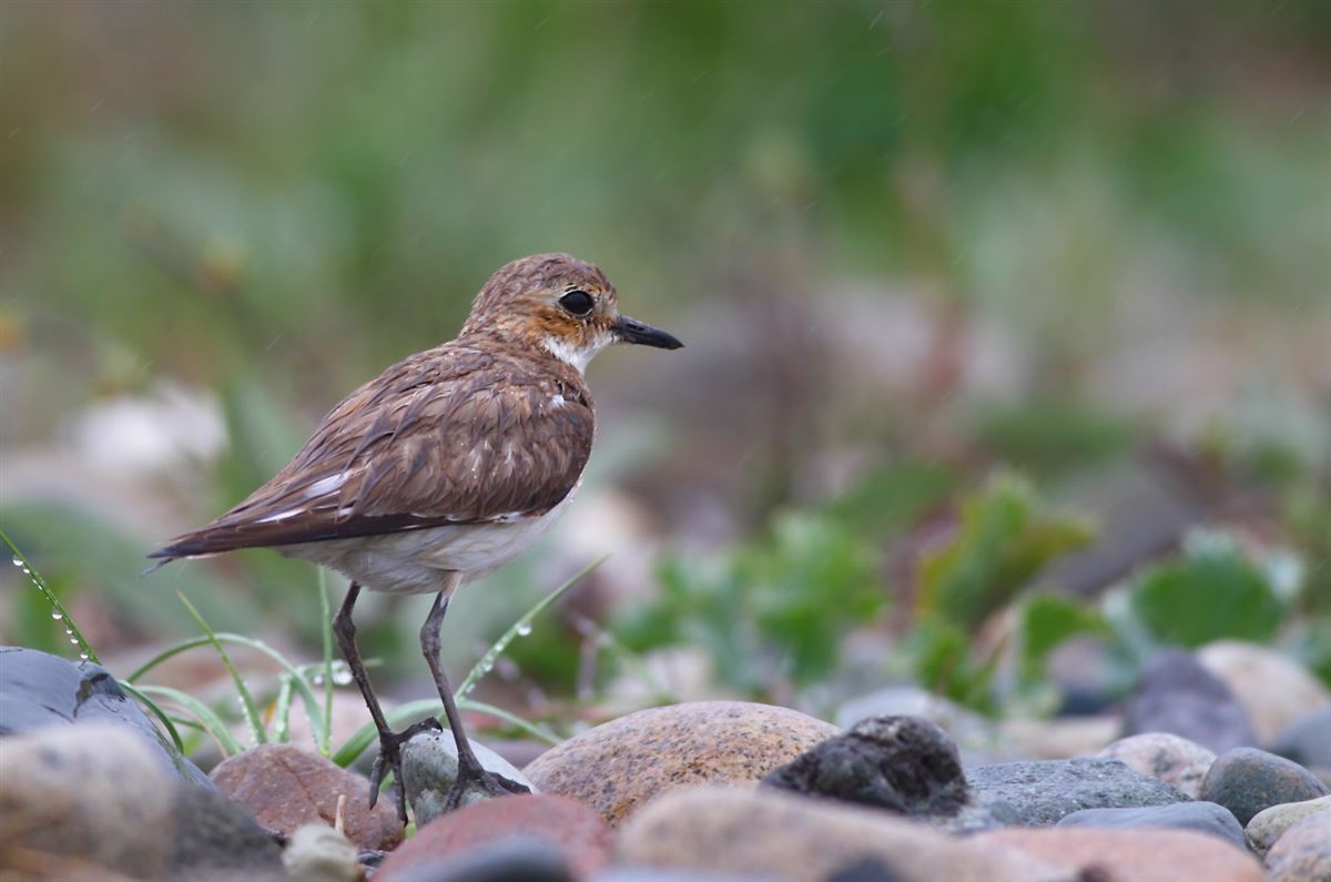 Greater Sand Plover