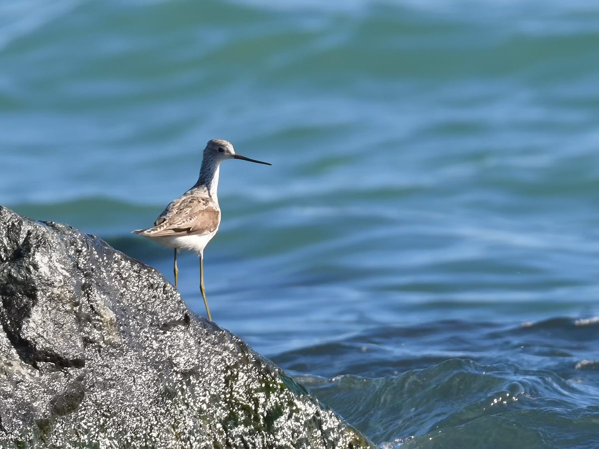 Bataklık Düdükçünü