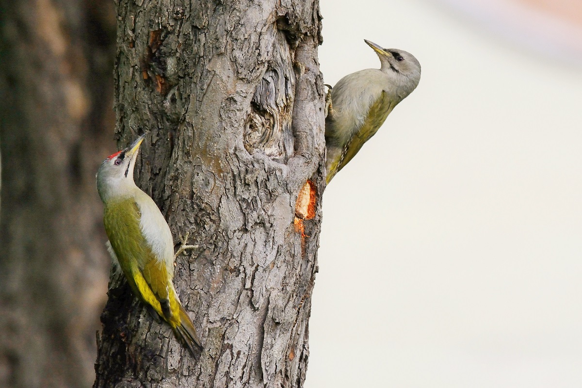 Grey-headed Woodpecker