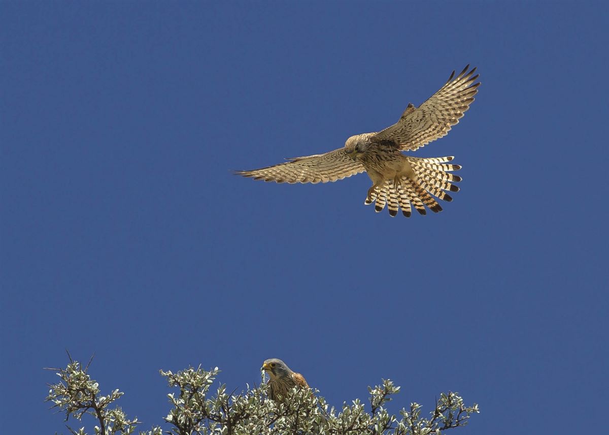 Common Kestrel