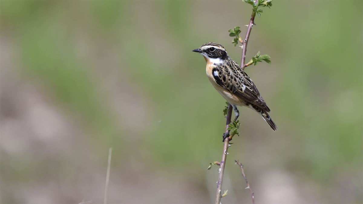 Whinchat