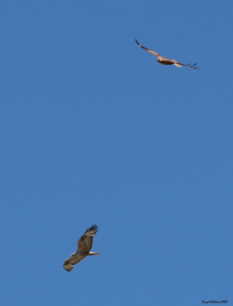 Long-legged Buzzard