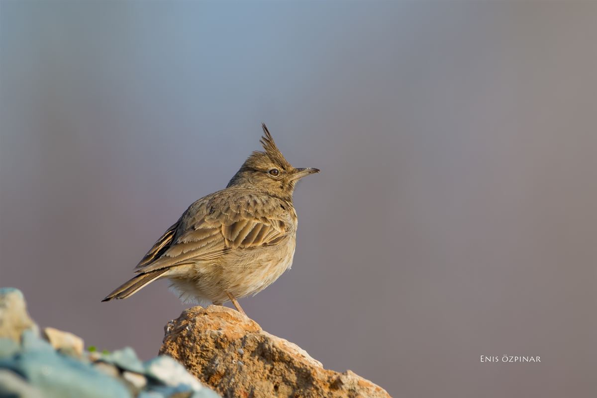 Crested Lark