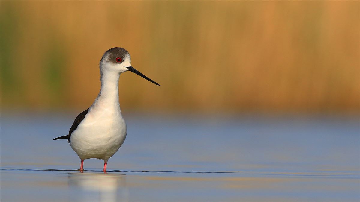 Black-winged Stilt