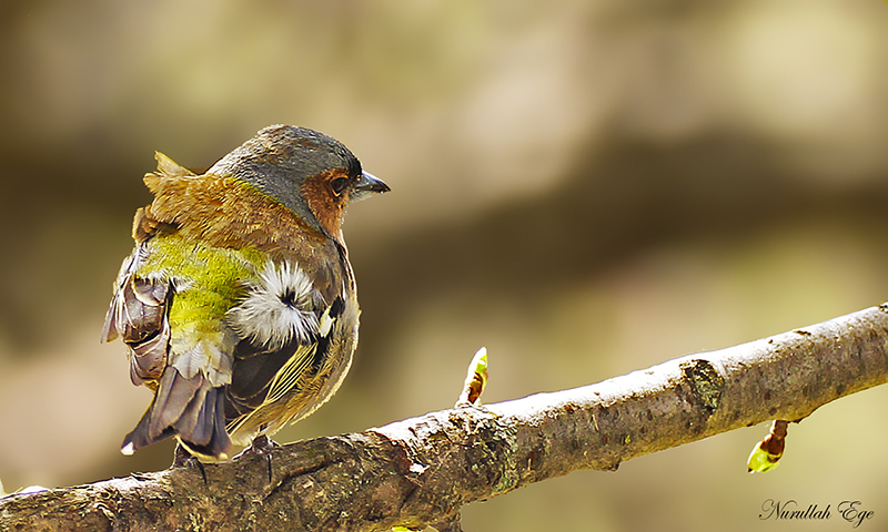 Common Chaffinch