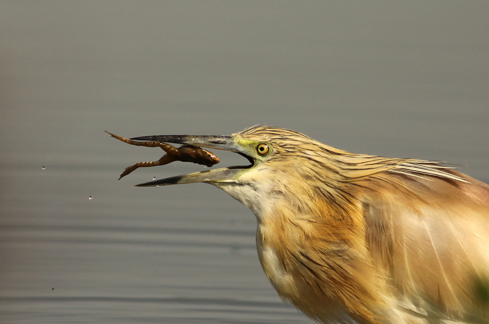 Squacco Heron