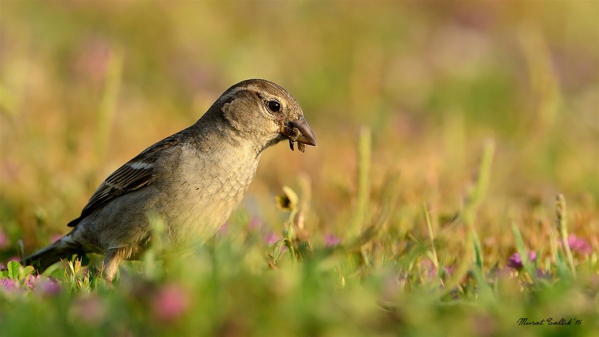House Sparrow