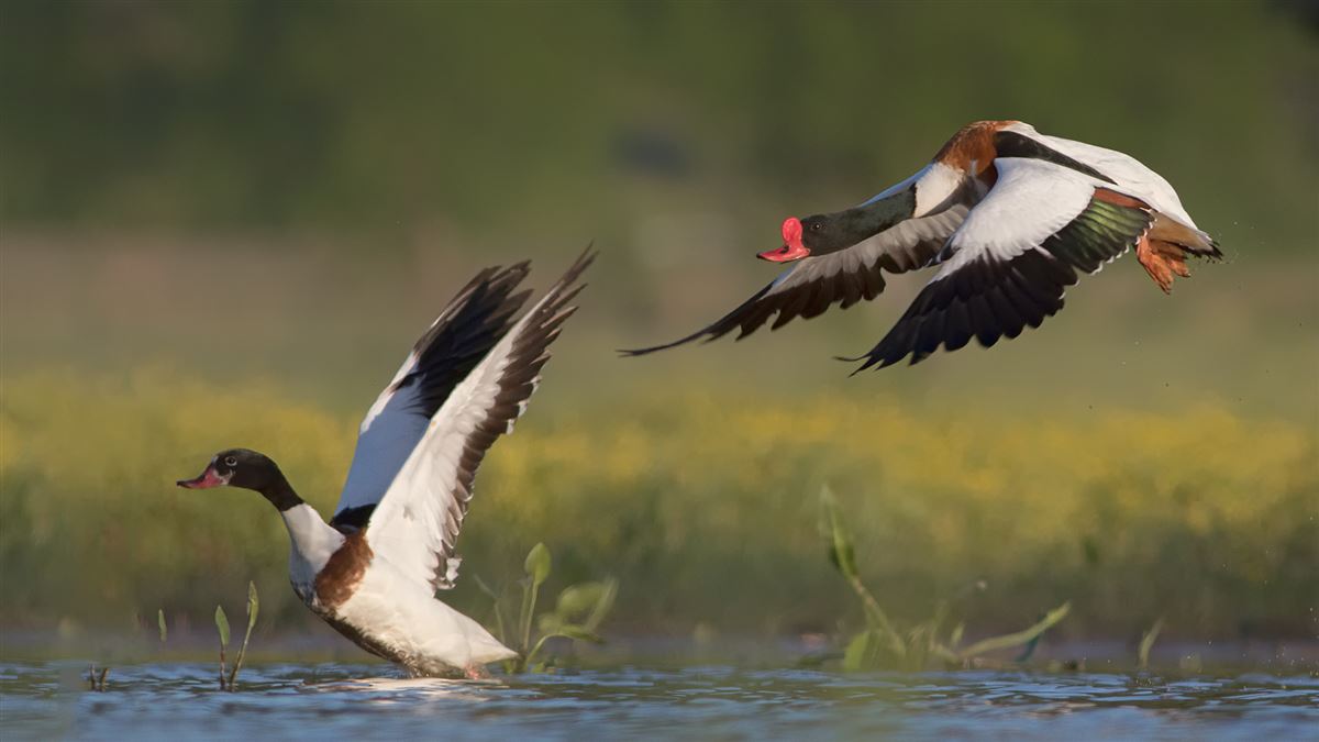 Common Shelduck