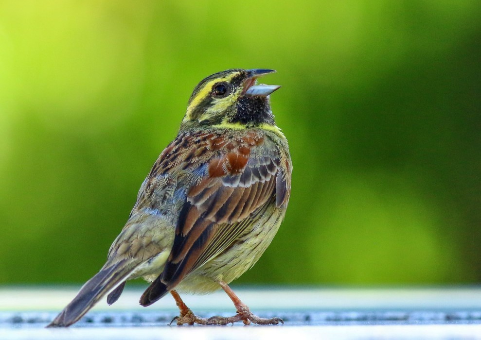 Cirl Bunting