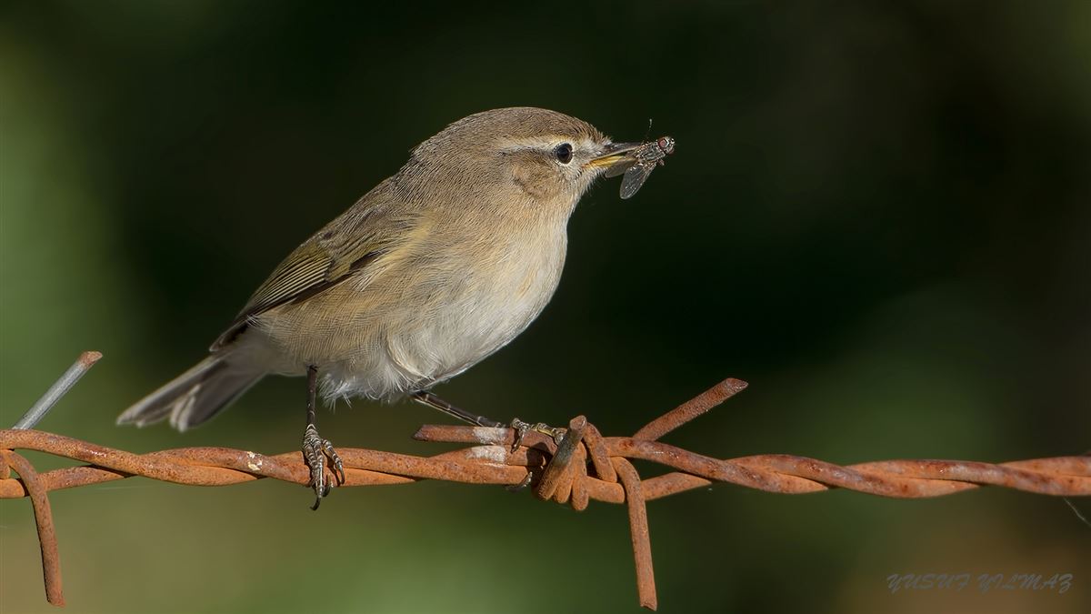 Common Chiffchaff