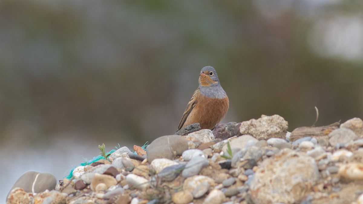 Cretzschmar`s Bunting