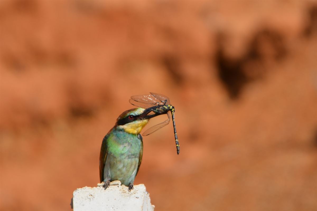 European Bee-eater