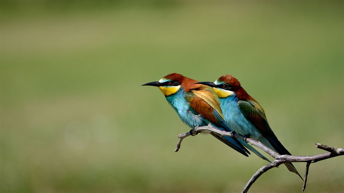 European Bee-eater